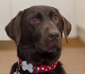 Cute picture of a dog to get your attention.